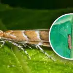 Una nuova invasione di parassiti in Ucraina: l'80% delle colture in pericolo, come combatterla Una nuova invasione di parassiti in Ucraina: l'80% delle colture