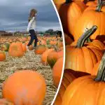 Una questione di minuti: come sapere se la zucca è