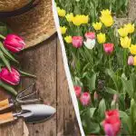 Bisogna farlo subito, altrimenti i tulipani non fioriranno: come e