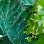 Colore blu contro la mosca bianca: come liberarsi del parassita