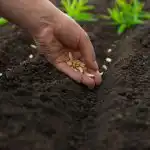 Cosa piantare ad aprile: i 5 ortaggi più resistenti per