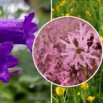 Cosa piantare all'ombra: sei fiori selvatici che crescono senza cure