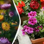 Crescono bene all'ombra senza qi nessuna manutenzione: 5 splendide piante perenni Crescono bene all'ombra senza qi nessuna manutenzione: 5 splendide piante