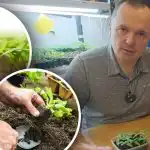 I germogli appassiscono dopo la raccolta: tre condizioni fondamentali per