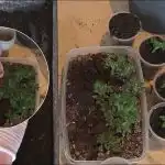 Il raccolto sarà 10 volte più grande: come raccogliere le