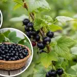 Il ribes sarà come l'uva: uno schema di cura semplice, senza prodotti chimici e costi inutili Il ribes sarà come l'uva: uno schema di cura semplice,