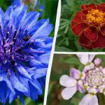 Non c'è bisogno di annaffiare: i fiori da giardino più