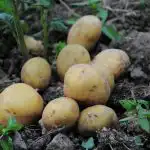 Perché le patate appollaiate: il segreto dei grandi tuberi perche-le-patate-appollaiate-il-segreto-dei-grandi-tuberi.jpg