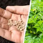 Qdo piantare i pomodori in aprile: le date secondo il