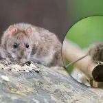 Una calamita per tutti i roditori: cosa non mettere in